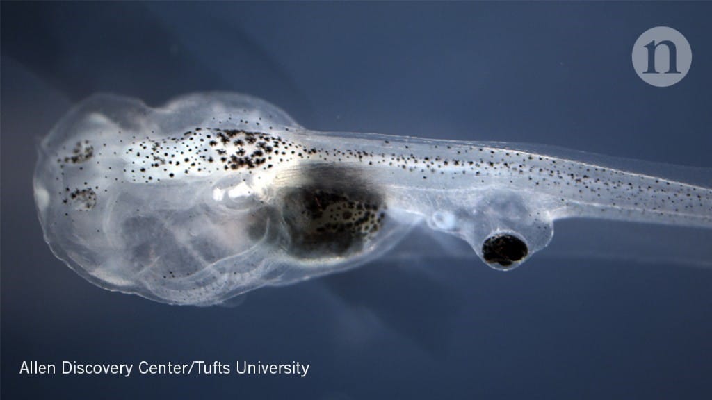 Eyes grafted into tadpole tails may see