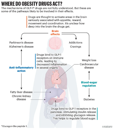 A diagram of a human body

Description automatically generated