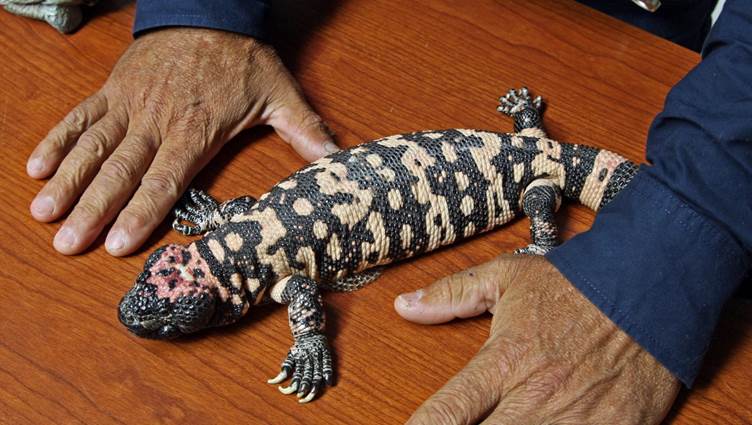 Meet Snoopy, a Gila Monster