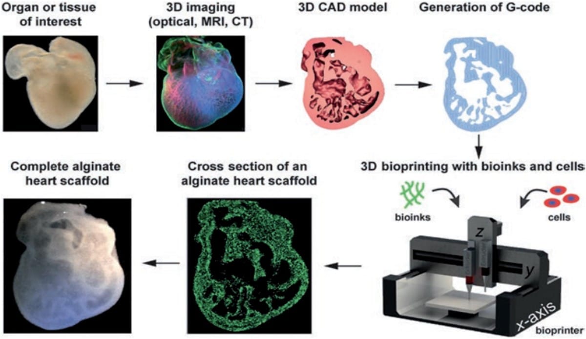 A diagram of a bioprinting process

Description automatically generated