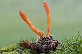 The Terrifying Existence of Cordyceps