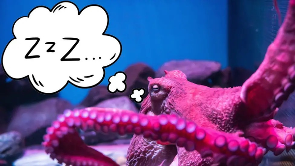 Do Octopuses Dream?